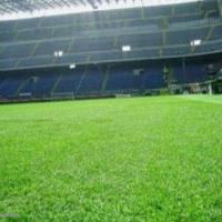 Stadio S.Siro Milano ripristino terreno vista d'insieme